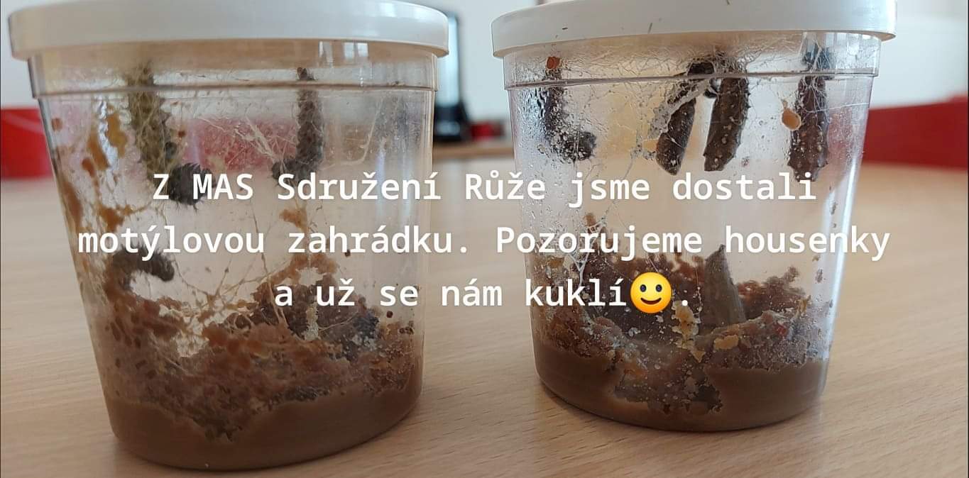 Kukly motýla babočky bodlákové